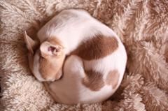 まん丸犬