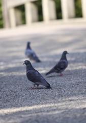 hato