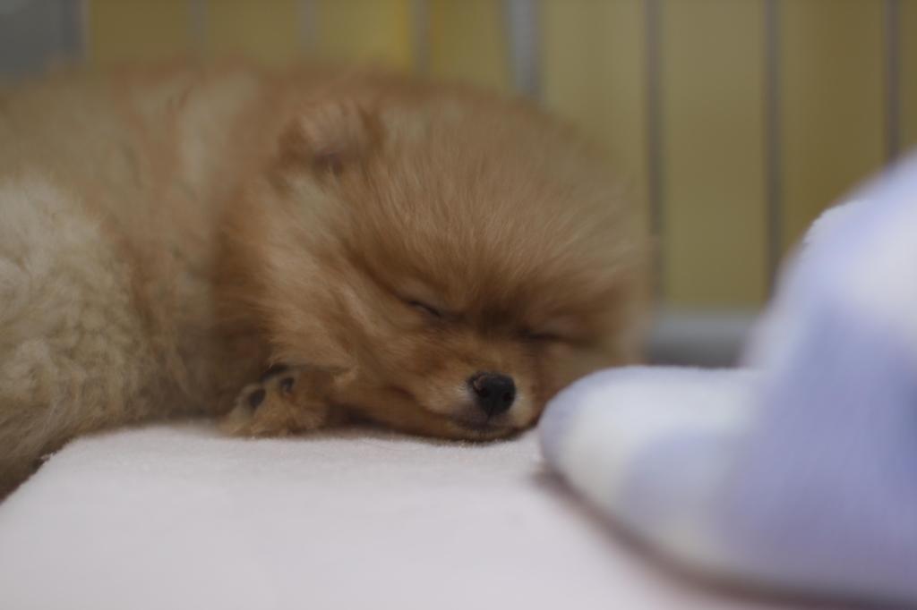 眠いよ