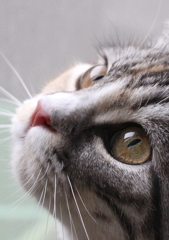 猫の目