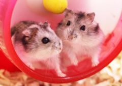 love mouse
