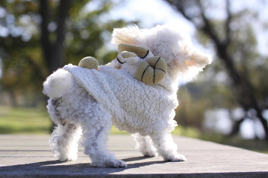 buru-buru