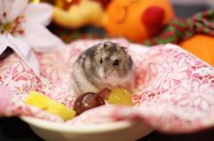 Djungarian Hamster