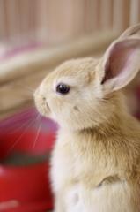 rabbit 2