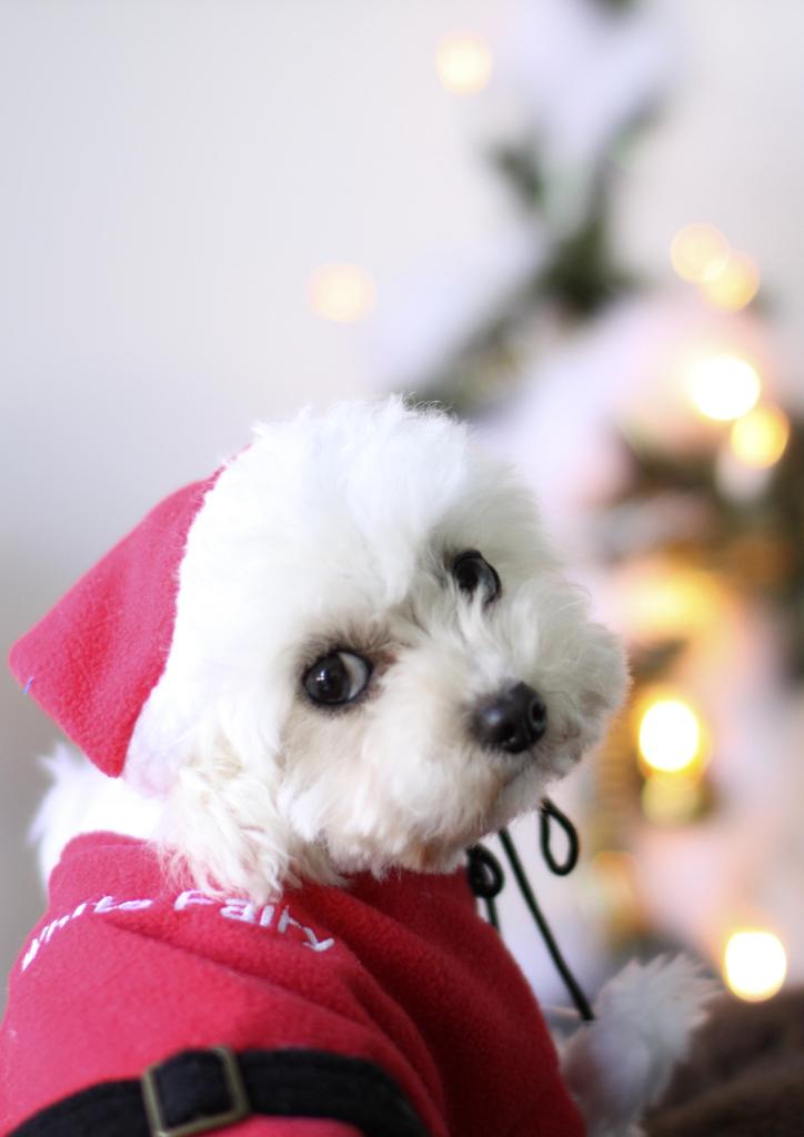 little santa