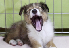 あくびちゃん