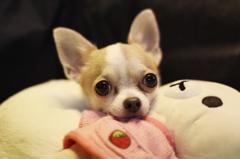 きょとん！