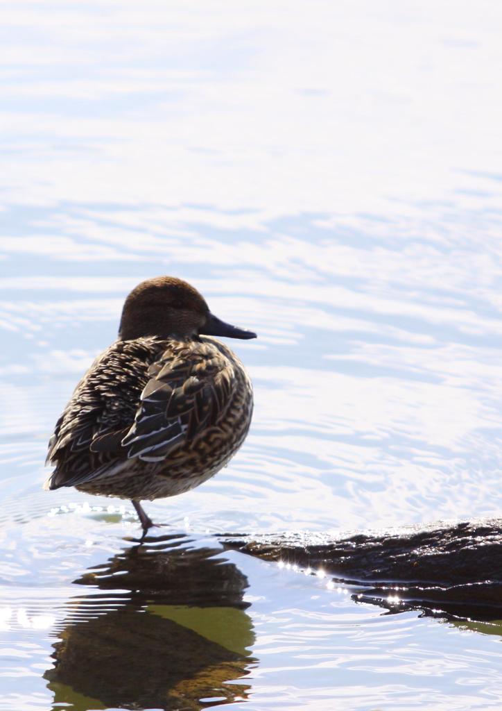 wild duck