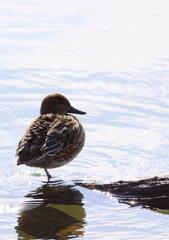 wild duck