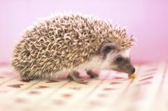 クッキーとハリネズミ！