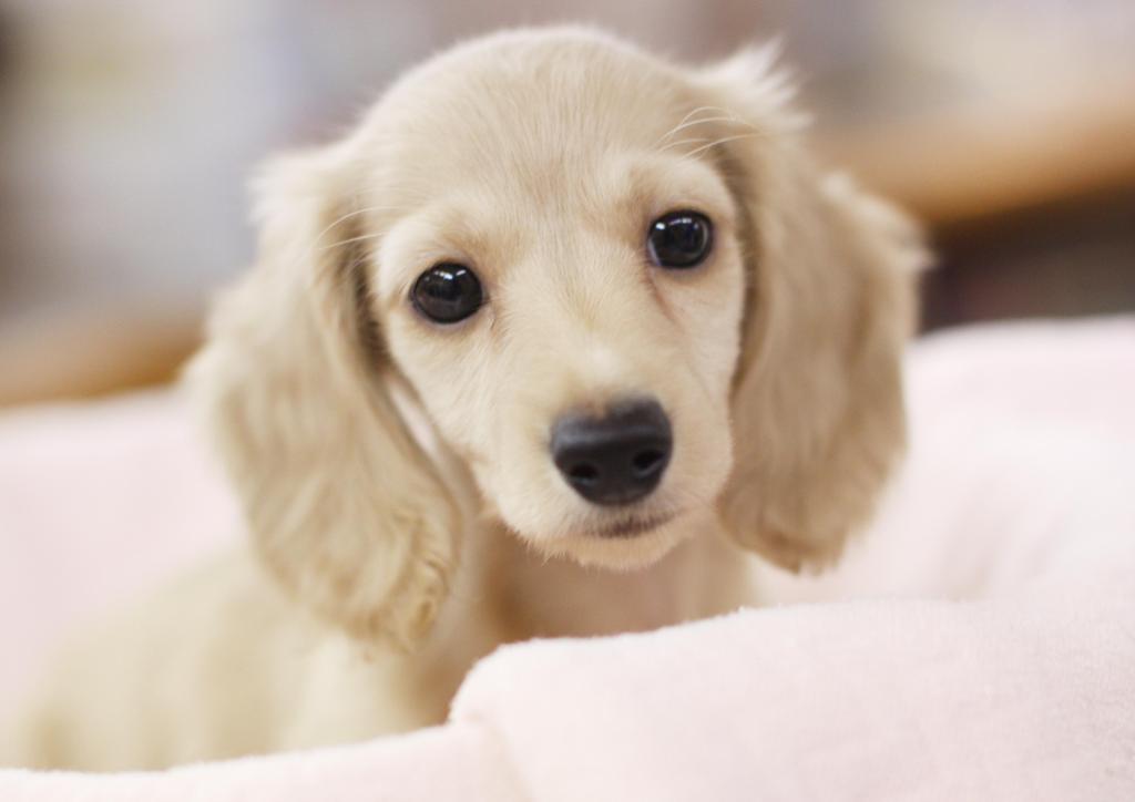 Puppy　！