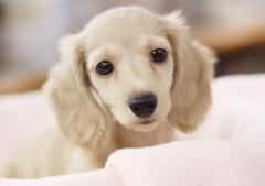 Puppy　！