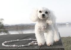 ＭＹ　DOG
