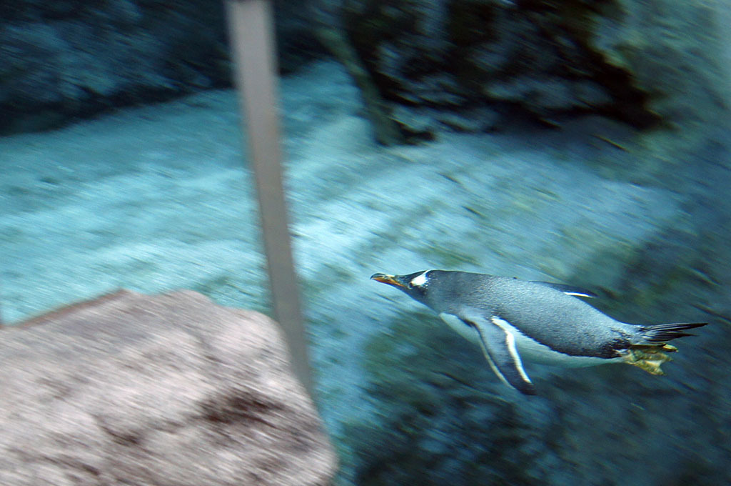 Flying Penguin