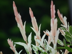 '10.05-Flower-hill-hanazono