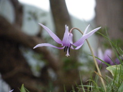 ’10.04-yasuragi no sato