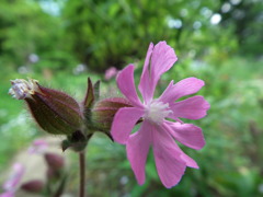 '10.05-Flower-hill-hanazono
