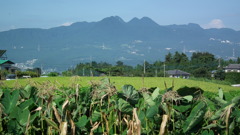 夏休み-別れたあと