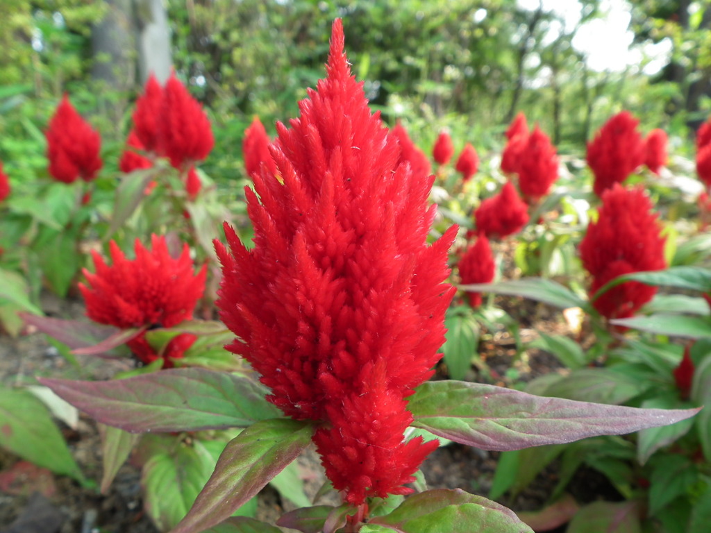 '10.06-kitayama-kouen