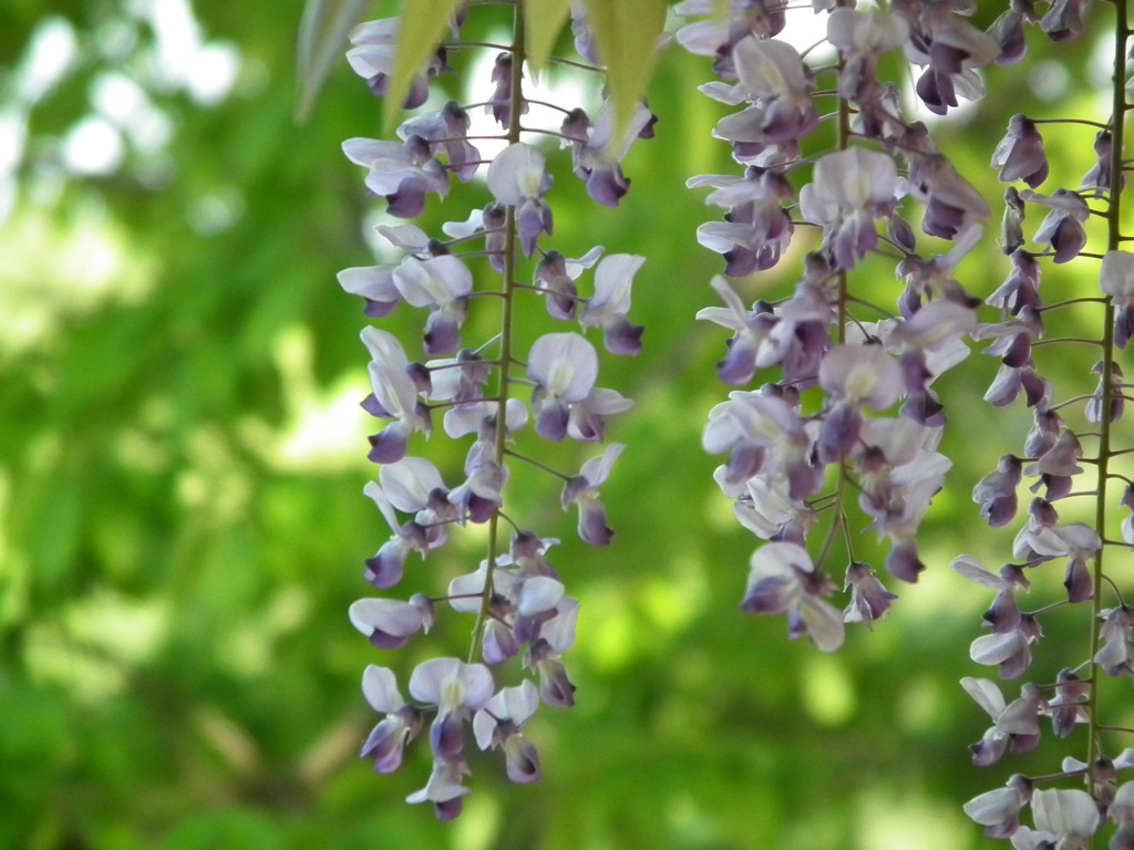 '10.05-Flower-hill-hanazono