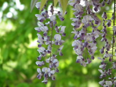 '10.05-Flower-hill-hanazono