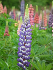 '10/05-NASU FLOWER-WORLO