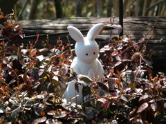 '10.05-Flower-hill-hanazono