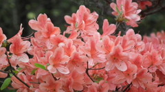 2011/05　kitauamakouen