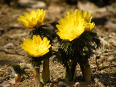 '09.02.-tukubahurawapark
