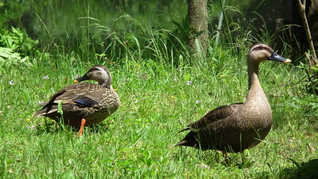 2011/05　kakurega