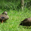 2011/05　kakurega