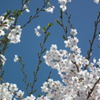 2011/04