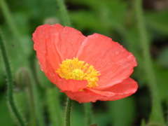 '10/05-NASU FLOWER-WORLO