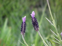 '10.05-Flower-hill-hanazono