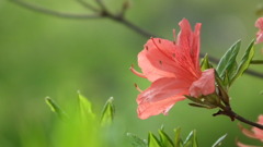 2011/05　kitauamakouen