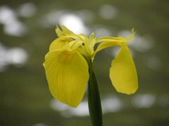 ’10.05-mito-syokubutuen