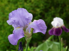 '10.05-Flower-hill-hanazono