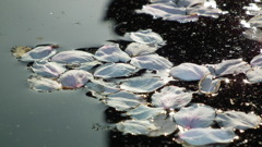 2011/04