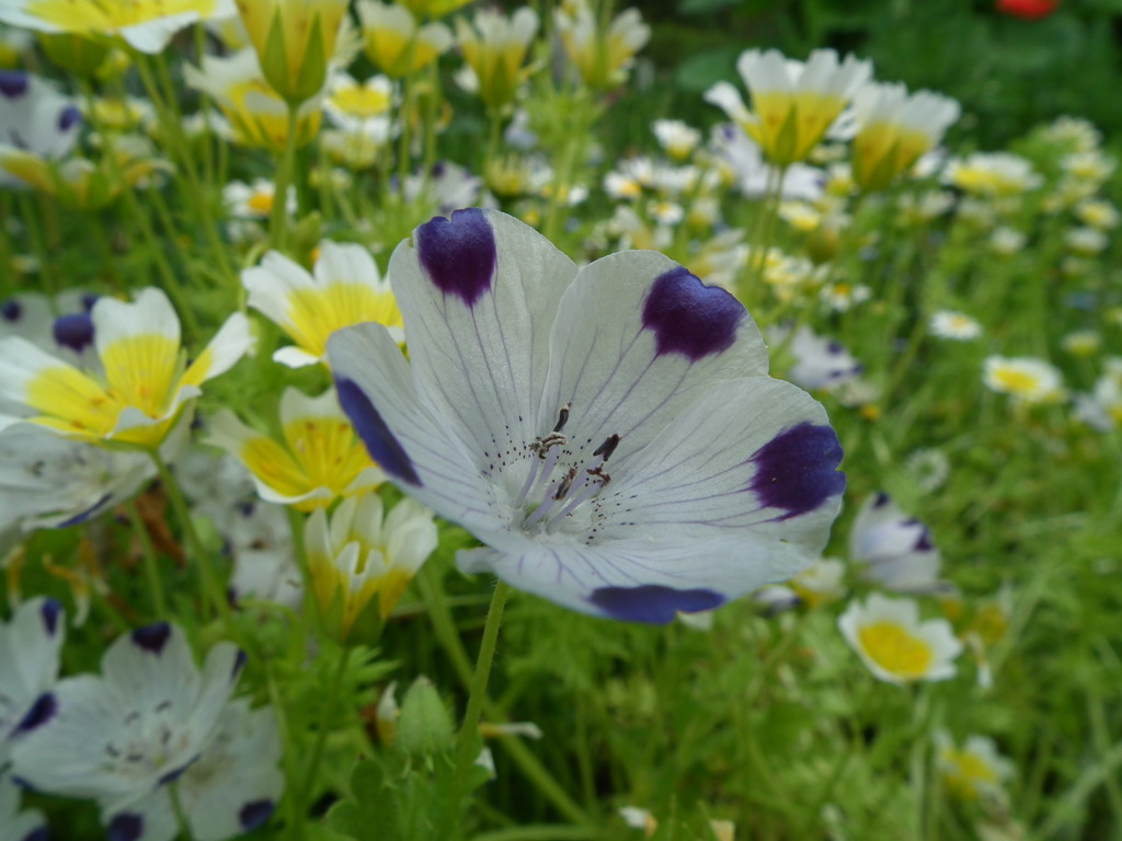 '10.05-Flower-hill-hanazono