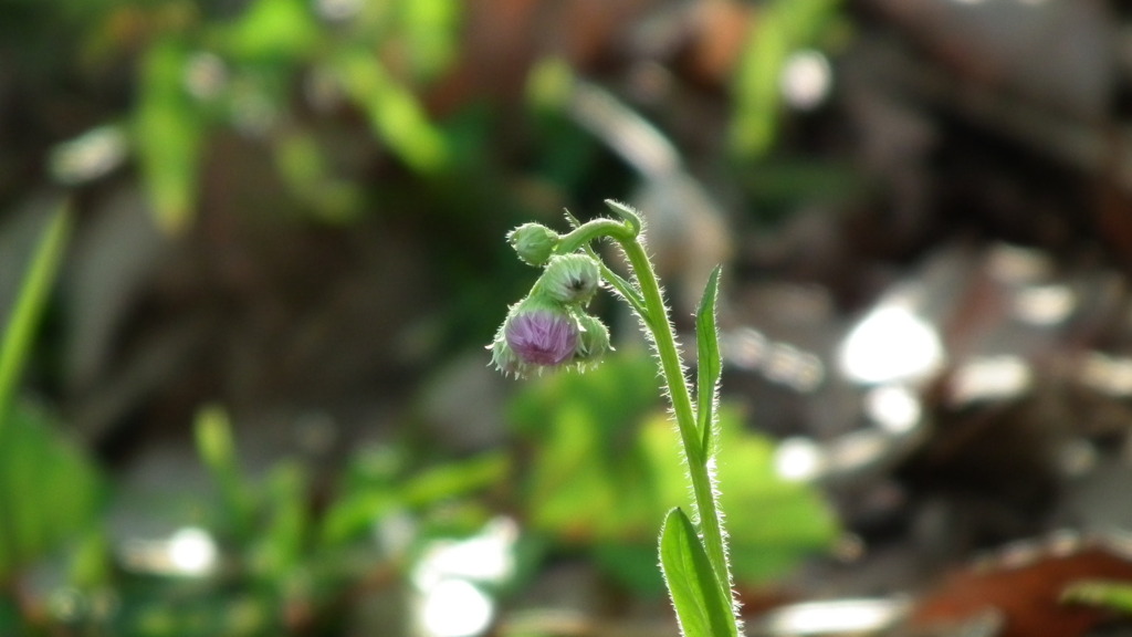 2011/05　Kitayamakouen