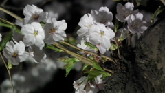 DSCF0760