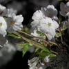 DSCF0760