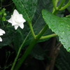 2011.06.18　清ら