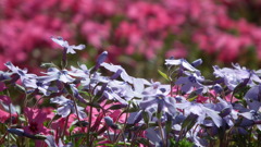 2011/04