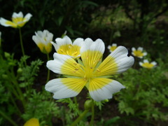 '10.05-Flower-hill-hanazono