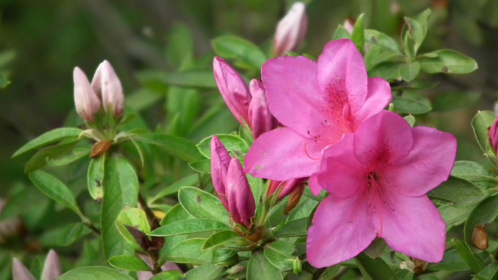 2011/05　kitauamakouen