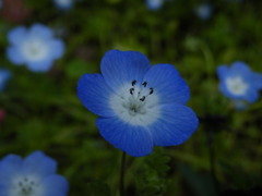 ’10.05-mito-syokubutuen