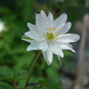 2011/04