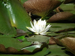 '10.05-Kitayama-kouen