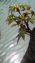 DSCF6135